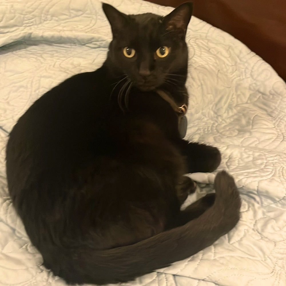 Punk the cat